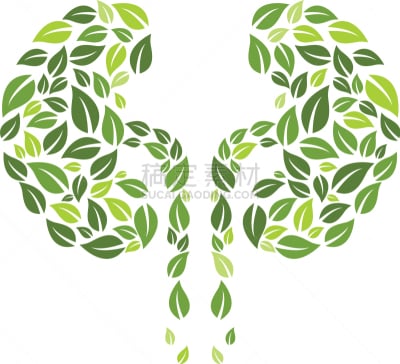 肾脏,生物学,健康保健,部分,家庭,门诊部,模板,品牌名称