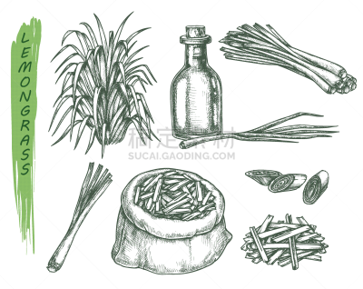 set isolated sketches lemongrass plant