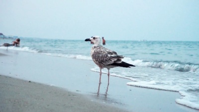 海岸线海滩上的海鸥