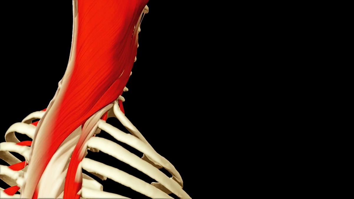 说明人体解剖的3D动画