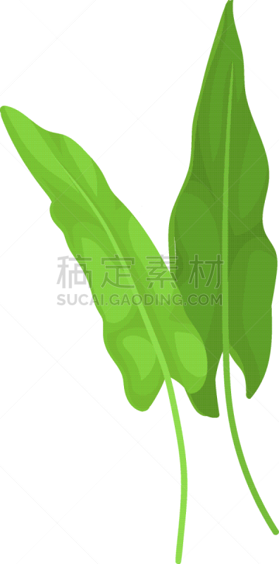 清新,食品,酸模,草本,叶子,绿色,两个物体,蔬菜,香料,烹调