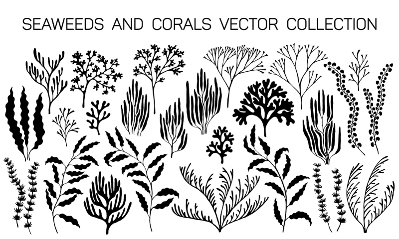 水生植物 水生植物图片 水生植物素材下载 稿定素材