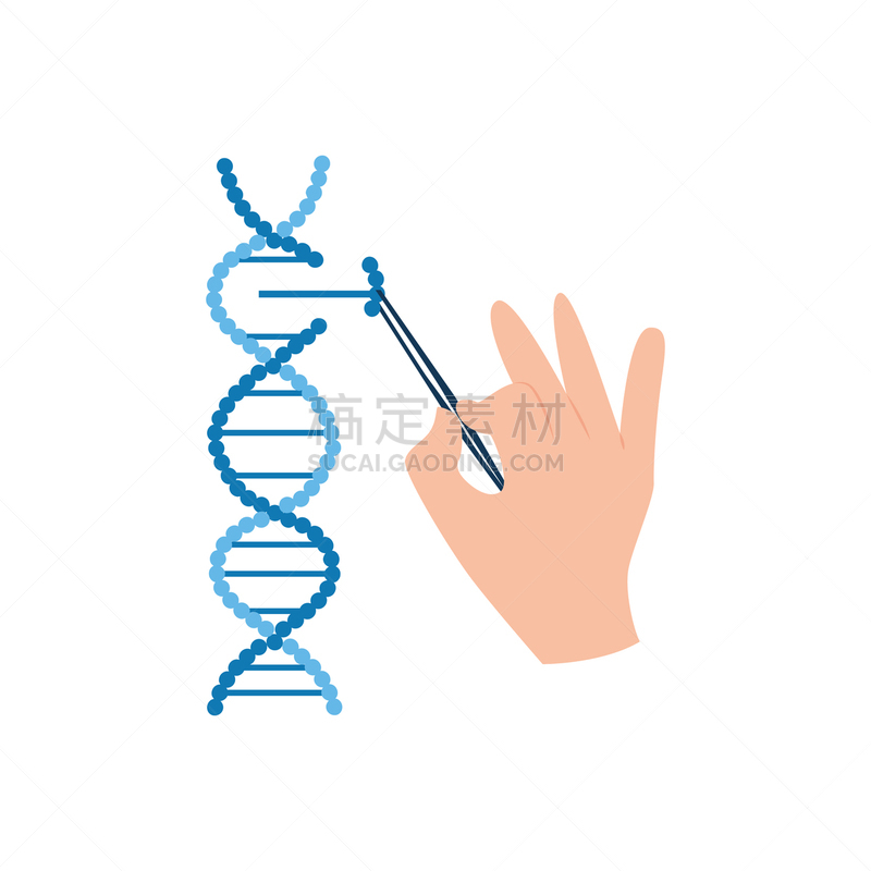 生物科技,科学家,遗传研究,手,染色体,生物学,健康保健,研究人员,部分