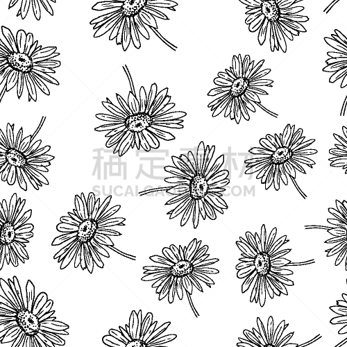 pyrethrum daisy seamless pattern on white