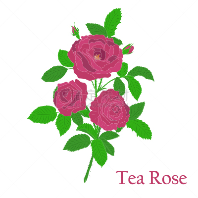 绿茶,植物,茶味玫瑰,绘画插图,花束,矢量,创造力,花,烹调,布置