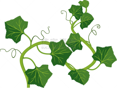 瓜,植物,叶子,白色背景,绿色,分离着色,建筑结构,白色,农业,背景分离