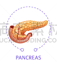 分离着色,计算机图标,胰腺,人类消化系统,生物学,肠内的,健康保健,生病