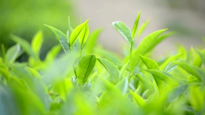绿茶叶子特写