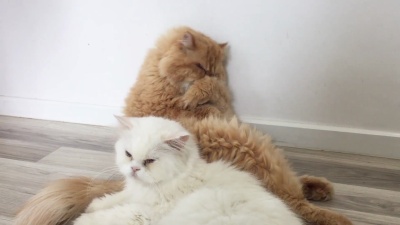 猫舔自己