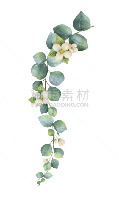 桉树,水彩画,绿色,花环,请柬,浪漫,植物群,婚礼,问候,爱