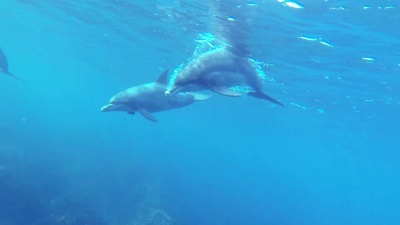 游泳海豚