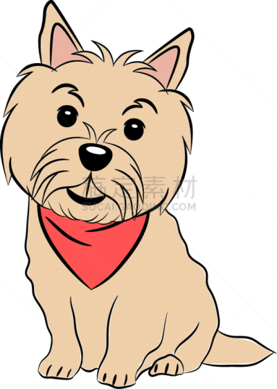 诺维奇犬,手帕,草图,白色,分离着色,衣服,可爱的,纯种犬,梗犬,坐