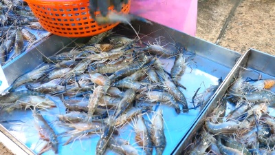 鲜虾