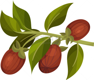 jojoba branch and fruit