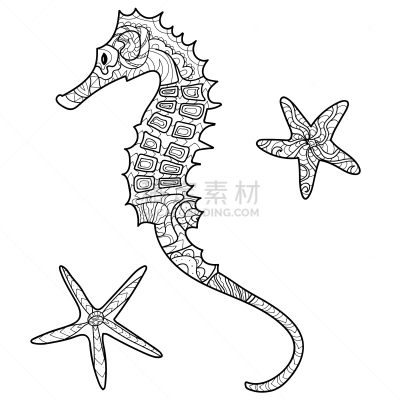 海马,式样,贝壳,图画书页,白色,书,自然,海洋,装饰