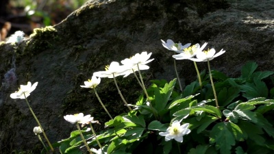 林地开花银莲花