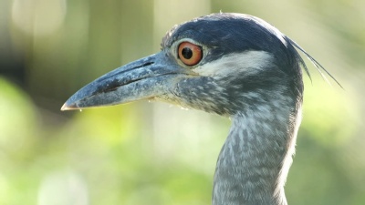 黄冠夜鹭(Nyctanassa Violacea