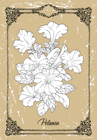黑白图片,矮牵牛花,矢量,花坛,背景,纹理,画画