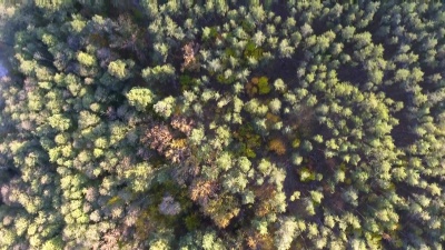 鸟瞰秋天的色彩树梢飞过秋天的风景