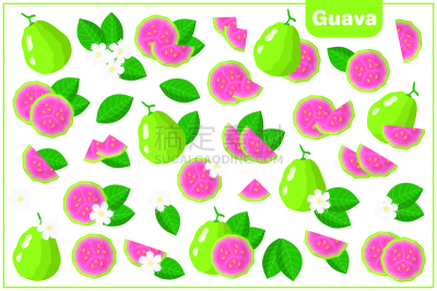 番石榴,绘画插图,卡通,白色背景,叶子,矢量,热带水果,分离着色,花,布置