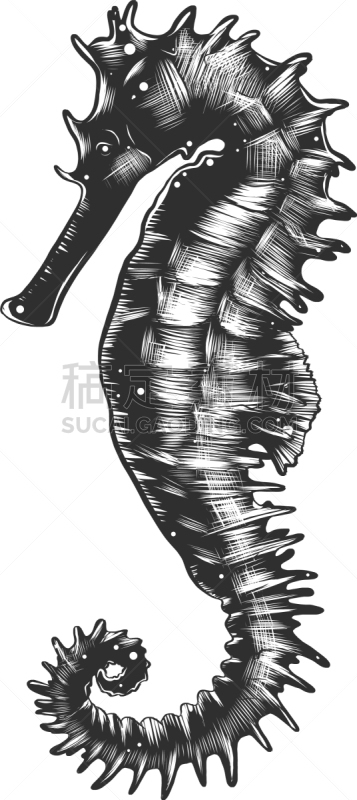 雕刻图像,海洋生命,船,动物,装饰,印刷,复古
