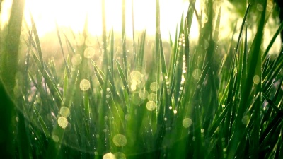水落绿草
