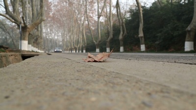 驾驶汽车和落叶