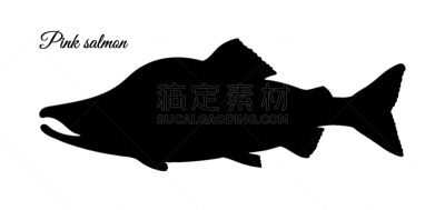 粉色,粉鲑,分离着色,自然,肉,白色背景,海产,食品,剪影,烹调