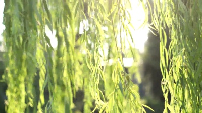 柳树