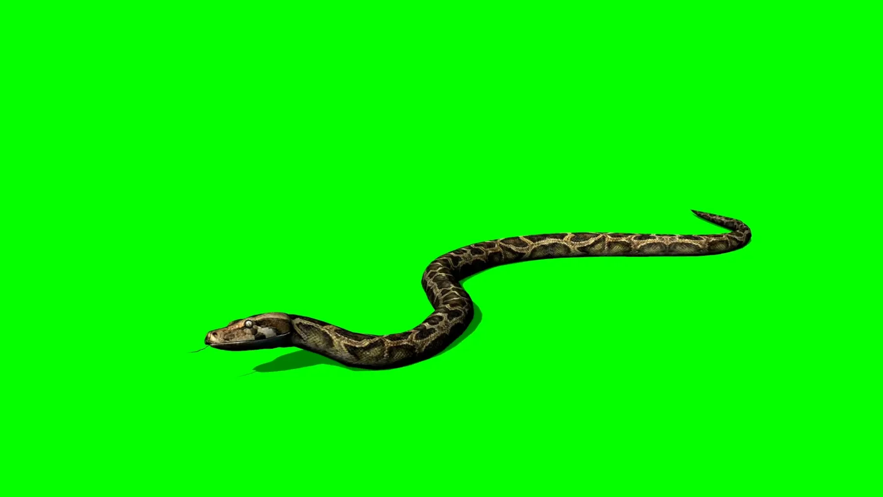 蛇 蛇图片 蛇素材下载 稿定素材