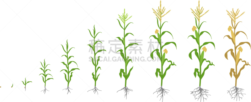 玉米,植物,生物学,农业,蔬菜,脚踏车,食品,生长,发展