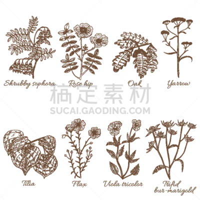 草药,动物手,健康保健,顺势医学,印度草医学,植物群,芳香疗法,绘制,布置,花