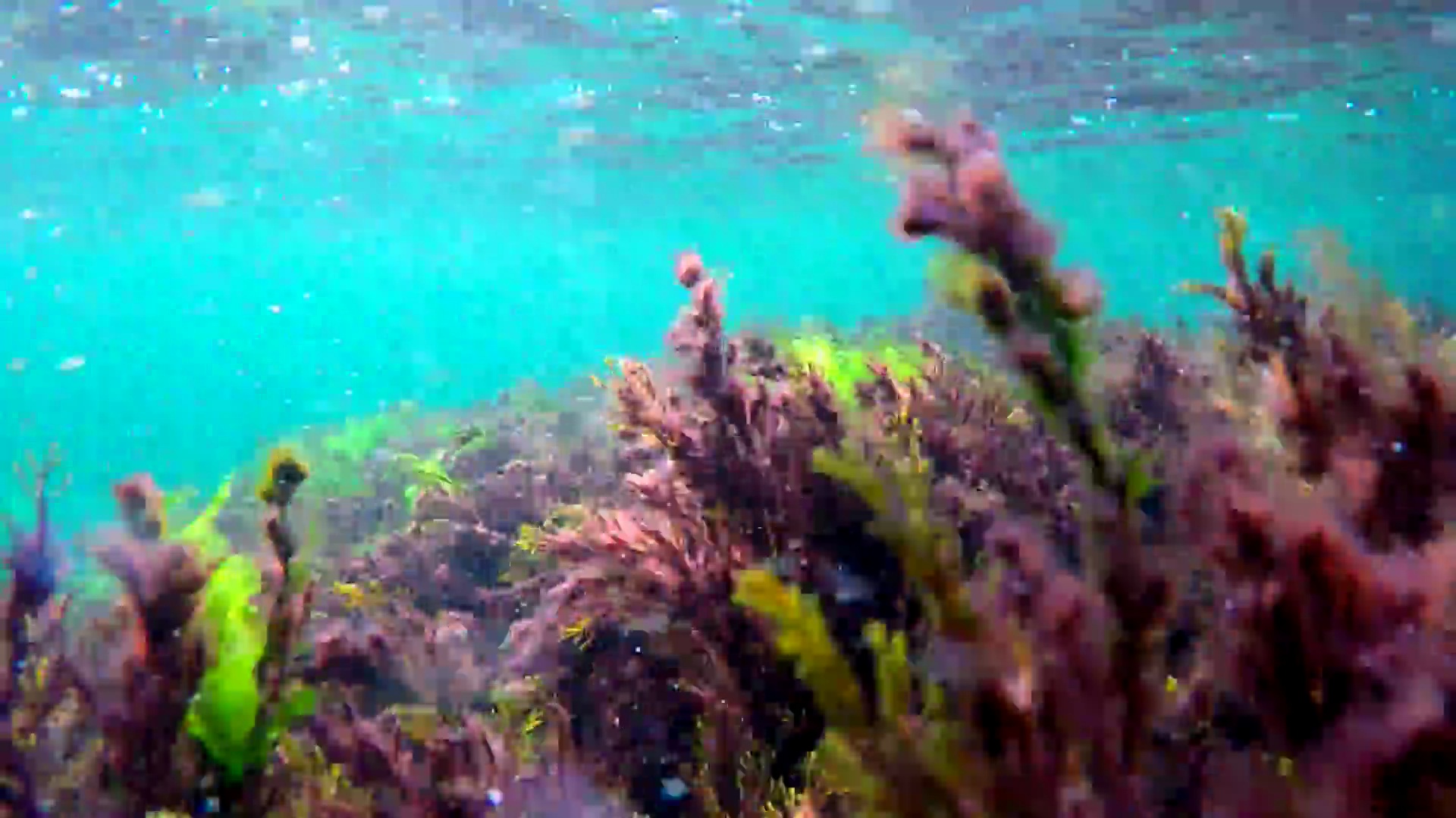 海草从水下的波浪中摇摇欲坠