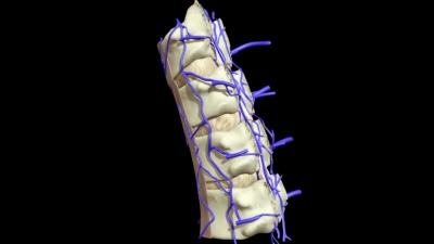 说明人体解剖的3D动画