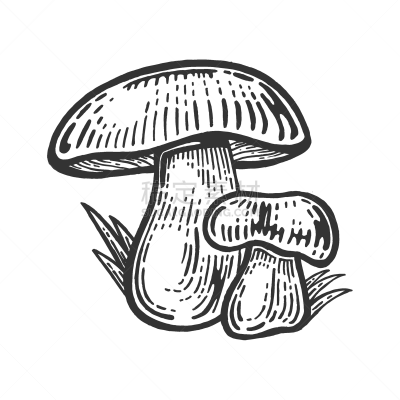 Porcini Mushroom,草图,雕刻图像,食品,美味牛肝菌,植物,剪贴画,木版画,复古,绘制