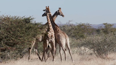 纳米比亚Etosha国家公园，3只雄性长颈鹿的头互相撞击并争夺统治地位的4K画面