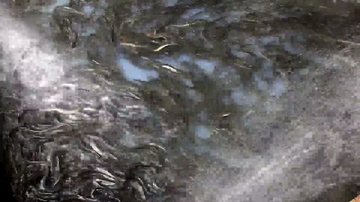 鳗鱼和其他淡水鱼类养殖