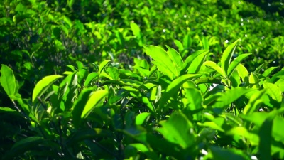绿茶植物慢镜头