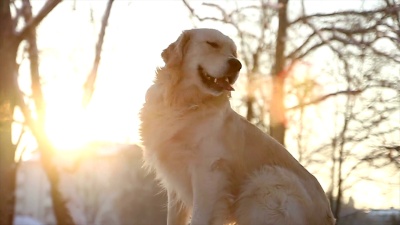 不安宁的金毛猎犬坐着等待