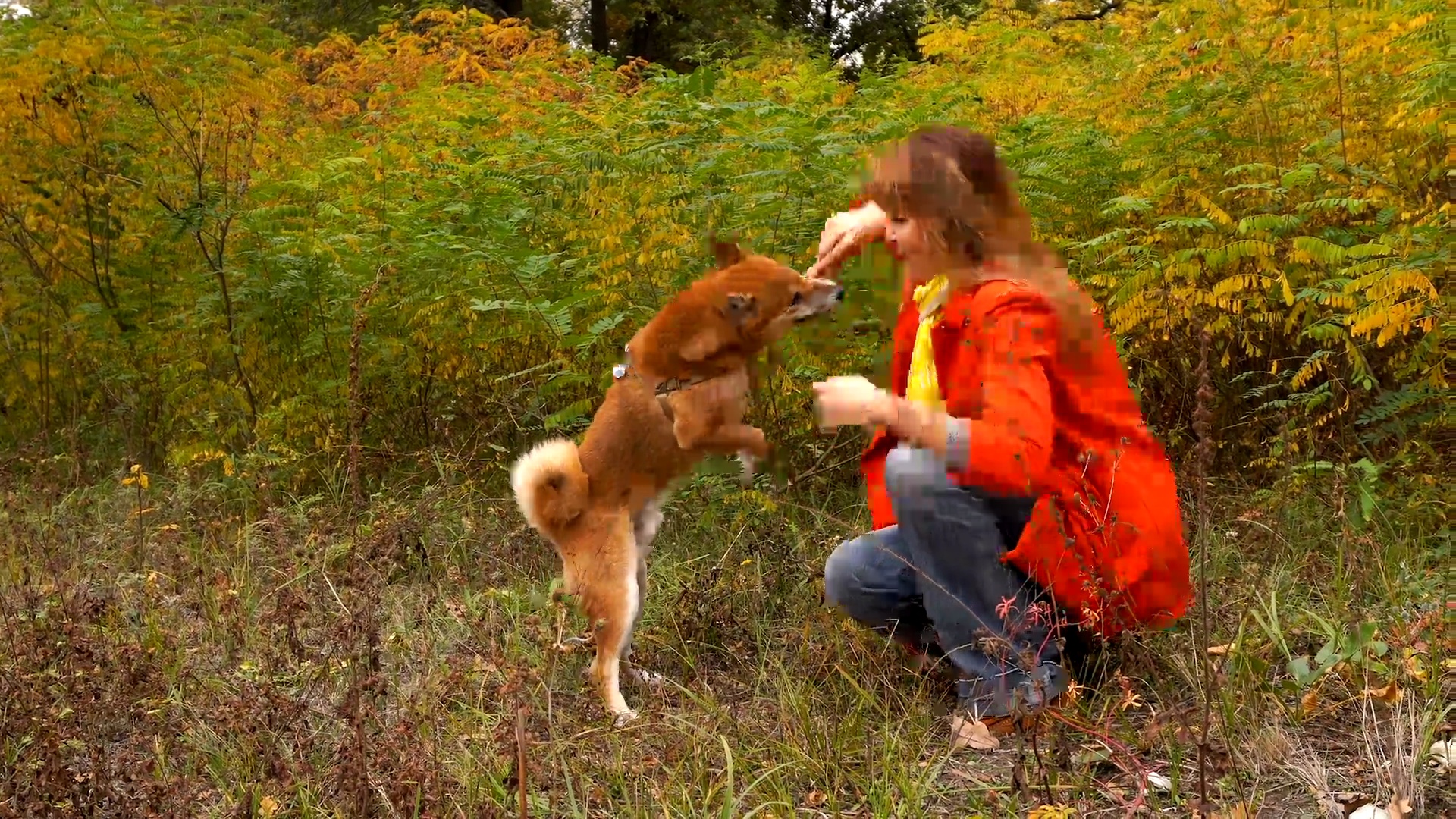 室外女孩和狗柴犬