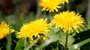 蒲公英黄花在早春阳光明媚的日子里绽放。60fps