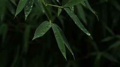 竹叶湿了，近距离