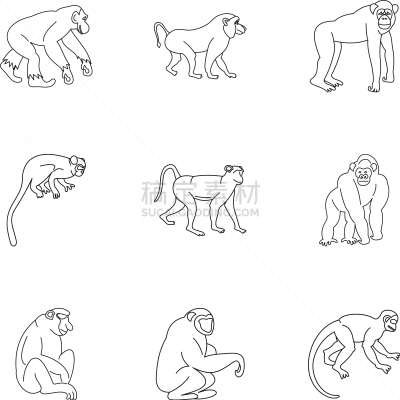 猴子,轮廓,动物,图标集,分离着色,绢毛猴,鸡尾酒,纯种犬,热带雨林,坐