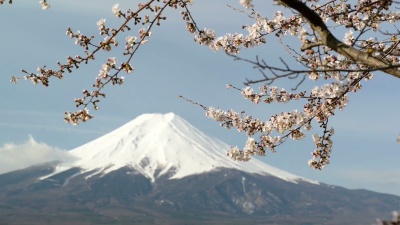 山樱花富士