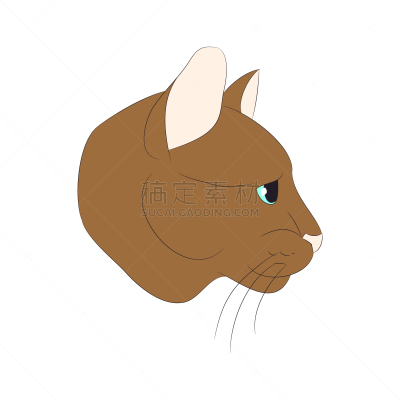 肖像,猫,白色背景,可爱的,无尾礼服,哺乳纲,自然美,动物,孟加拉虎
