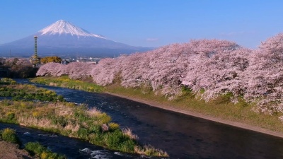 日本富士山樱花景观