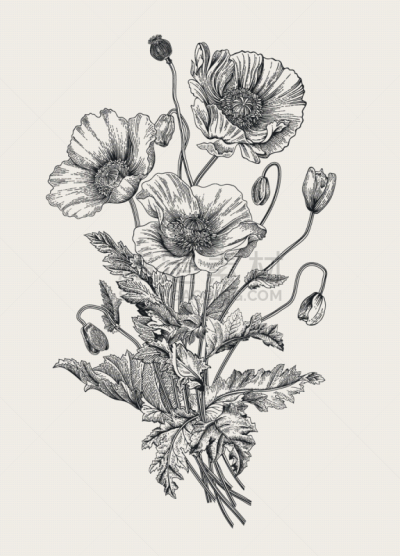 花束,黑白图片,华丽的,贺卡,浪漫,复古风格,古董,春天,植物,绘画插图