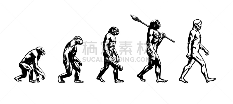 男人,猴子,理论设计标签,人,南方古猿,人属,图像,猿,进化