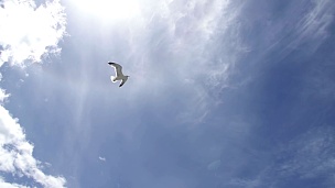 海鸥飞过天空