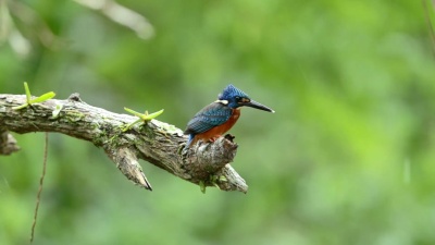 雨中蓝耳翠鸟(Alcedo Meninting)的特写镜头，慢动作